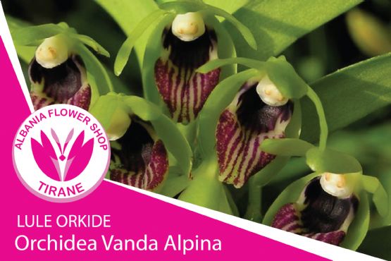 Dyqan lulesh ne berat